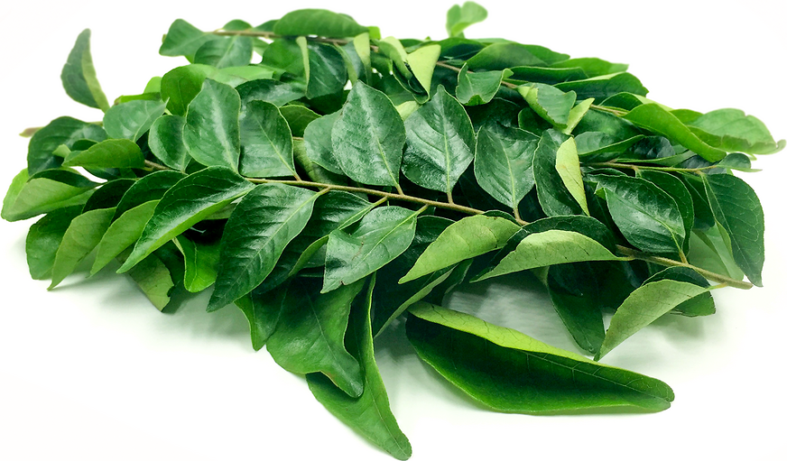 Curry Leaf