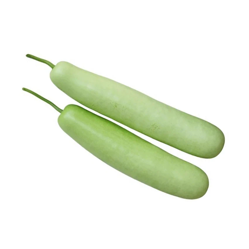 Long Squash - Indian