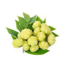 khatumbda (Baby Amla)