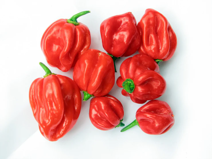Chilli - Habanero - Red (Jamaican)