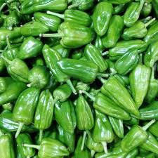 Chilli (Pepper) - Bhavnagri
