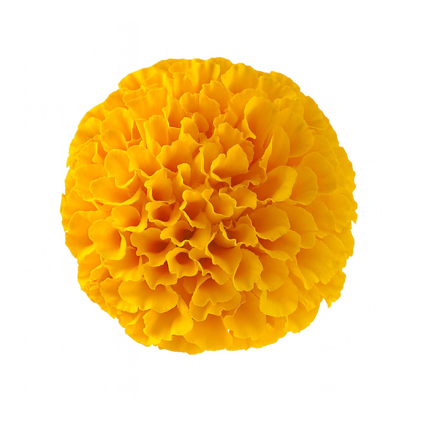 Flower - Marigold - Yellow