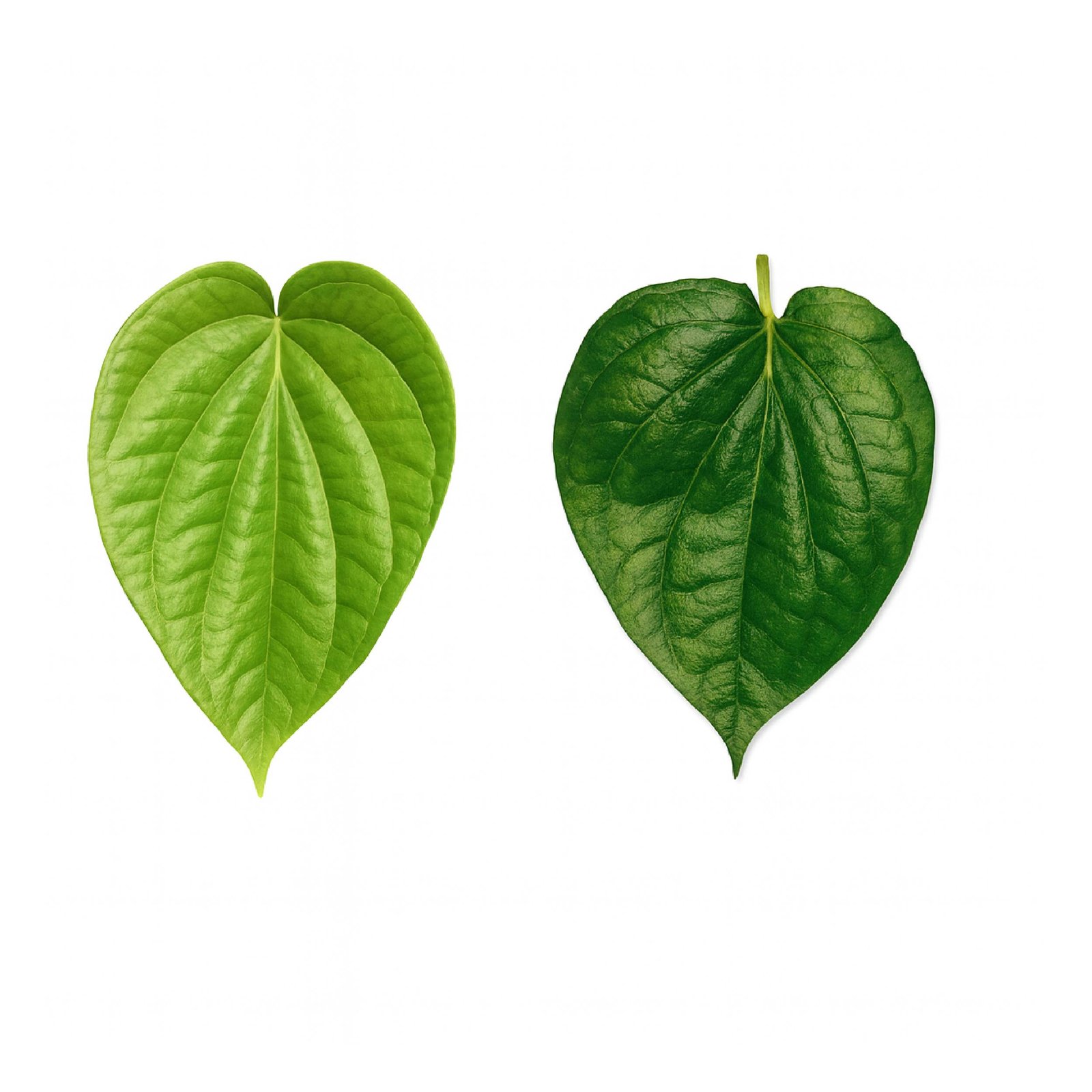 Betel Leaf - Mix (Calcutta / Kapuri)