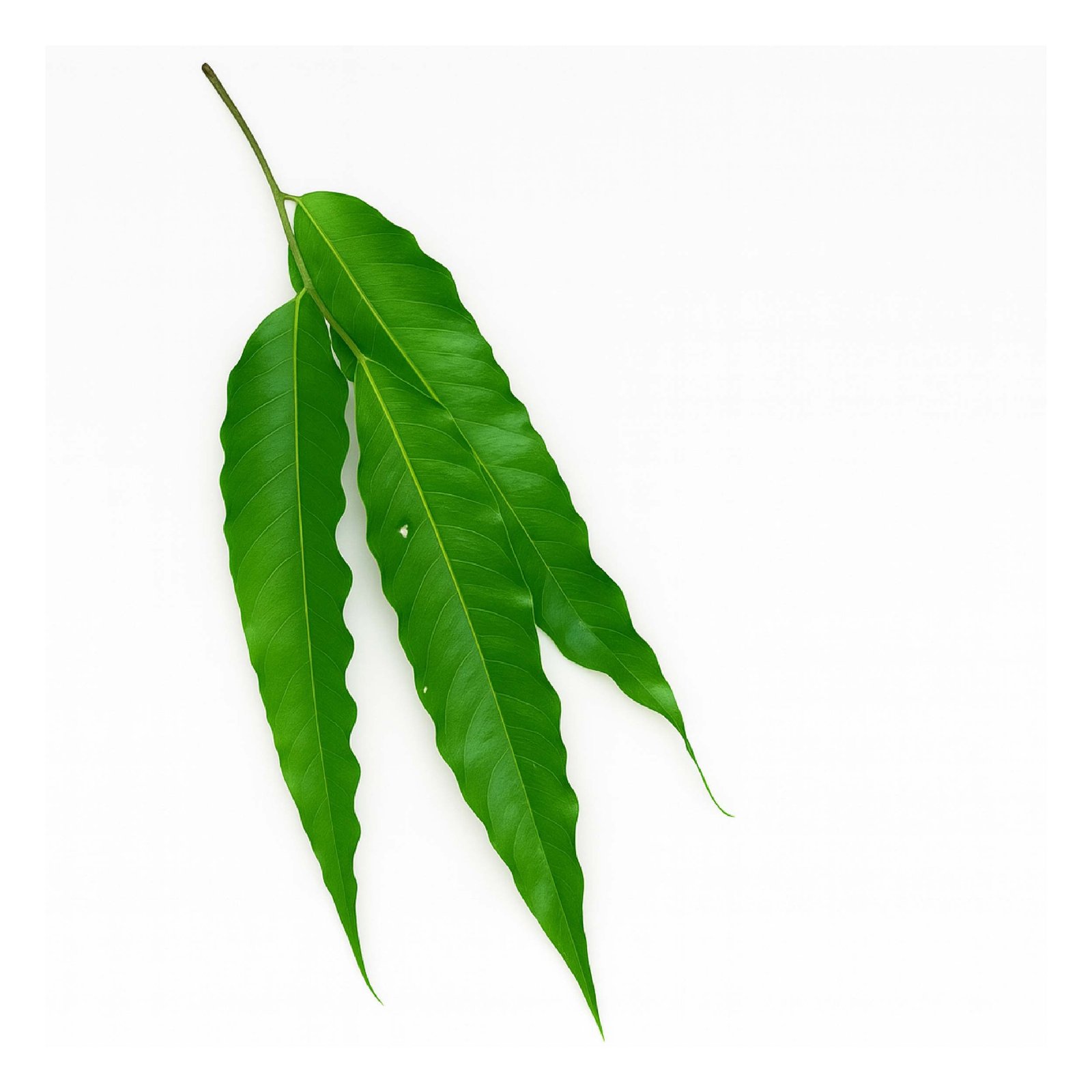 Ashok Leaf (Asopalav)